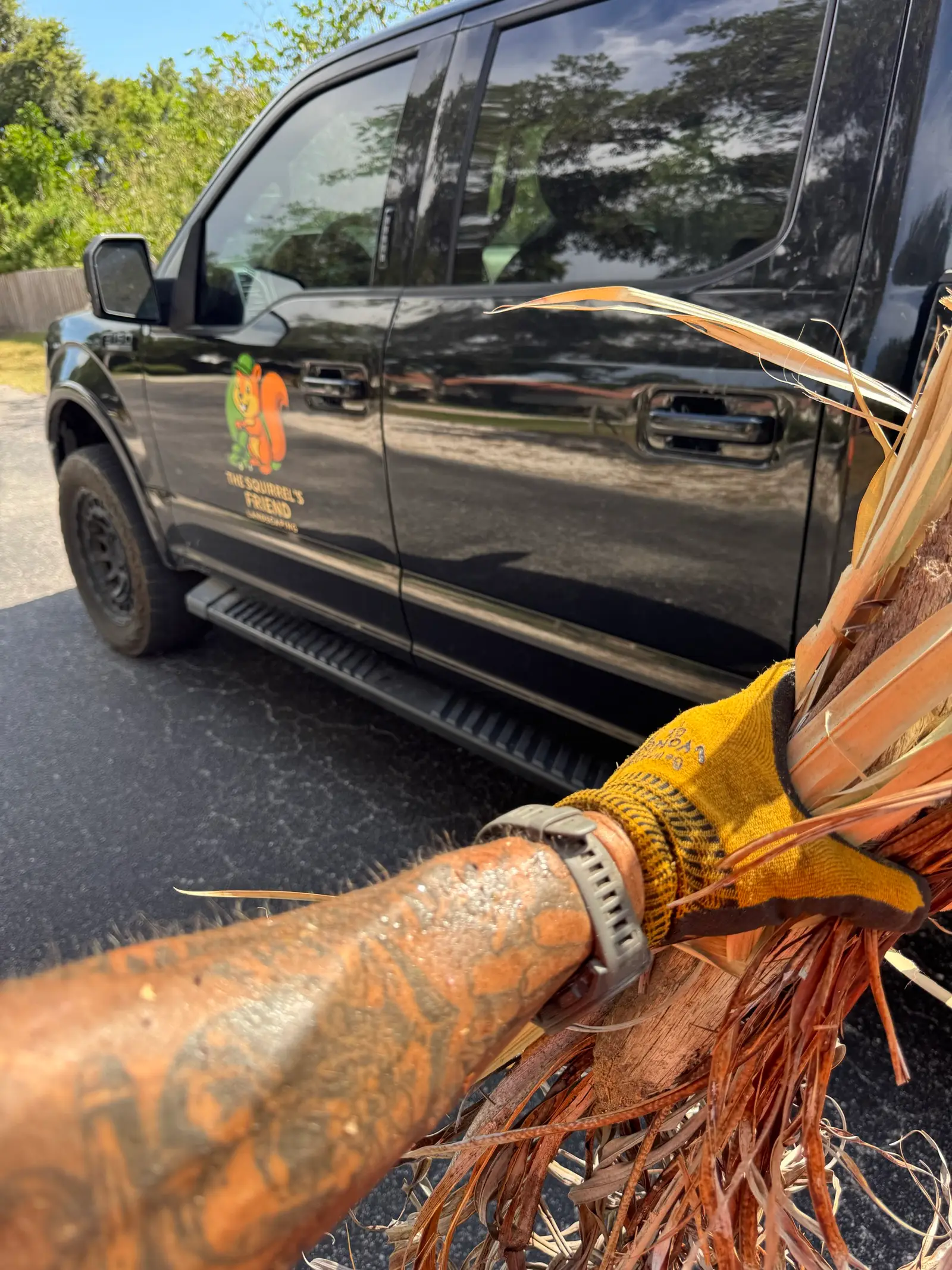 Hauling cut palm fronds past the branded Squirrel’s Friend truck