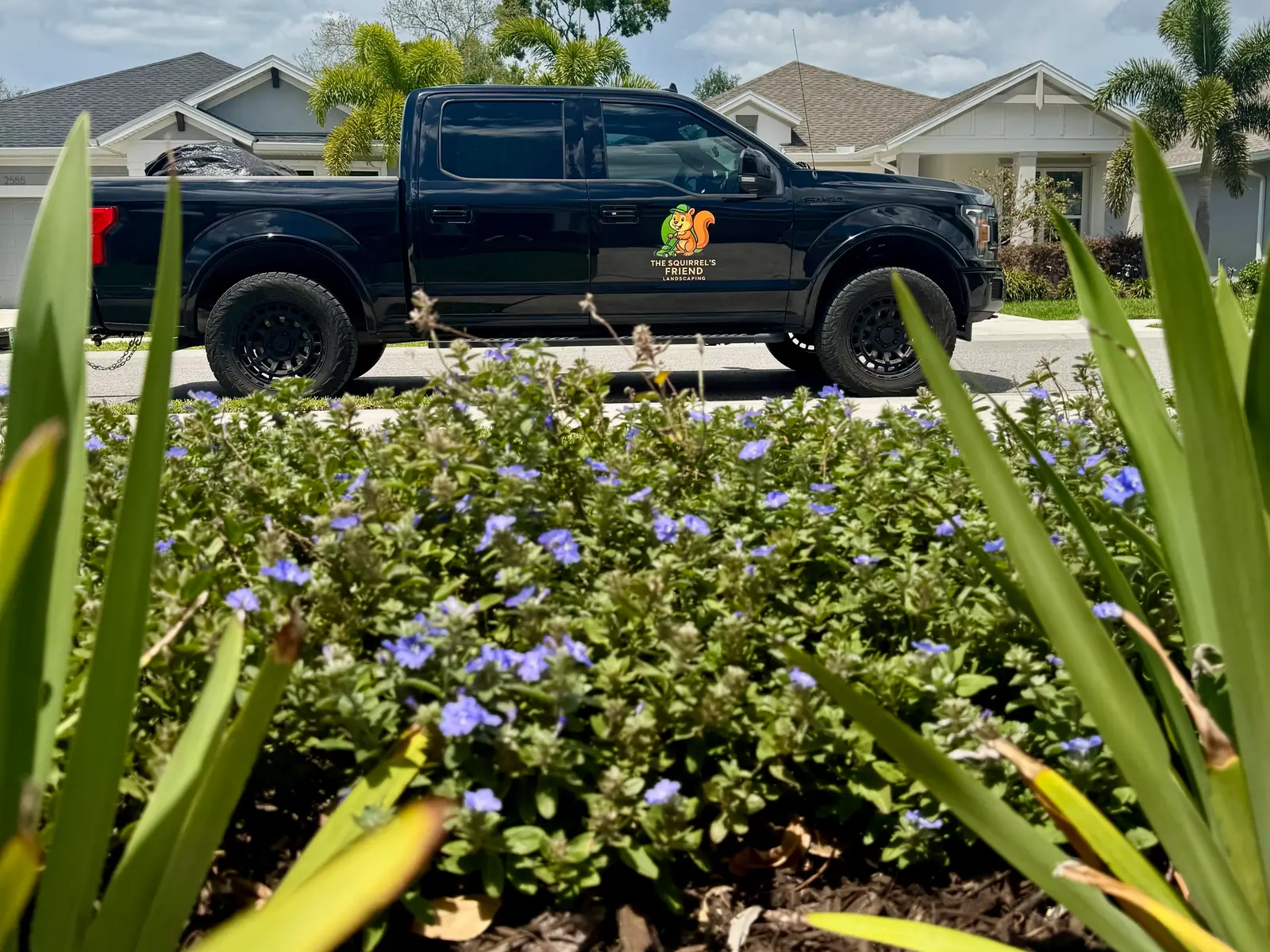 A flowering plumbago bed with the branded Squirrel’s Friend truck at the curb behind it