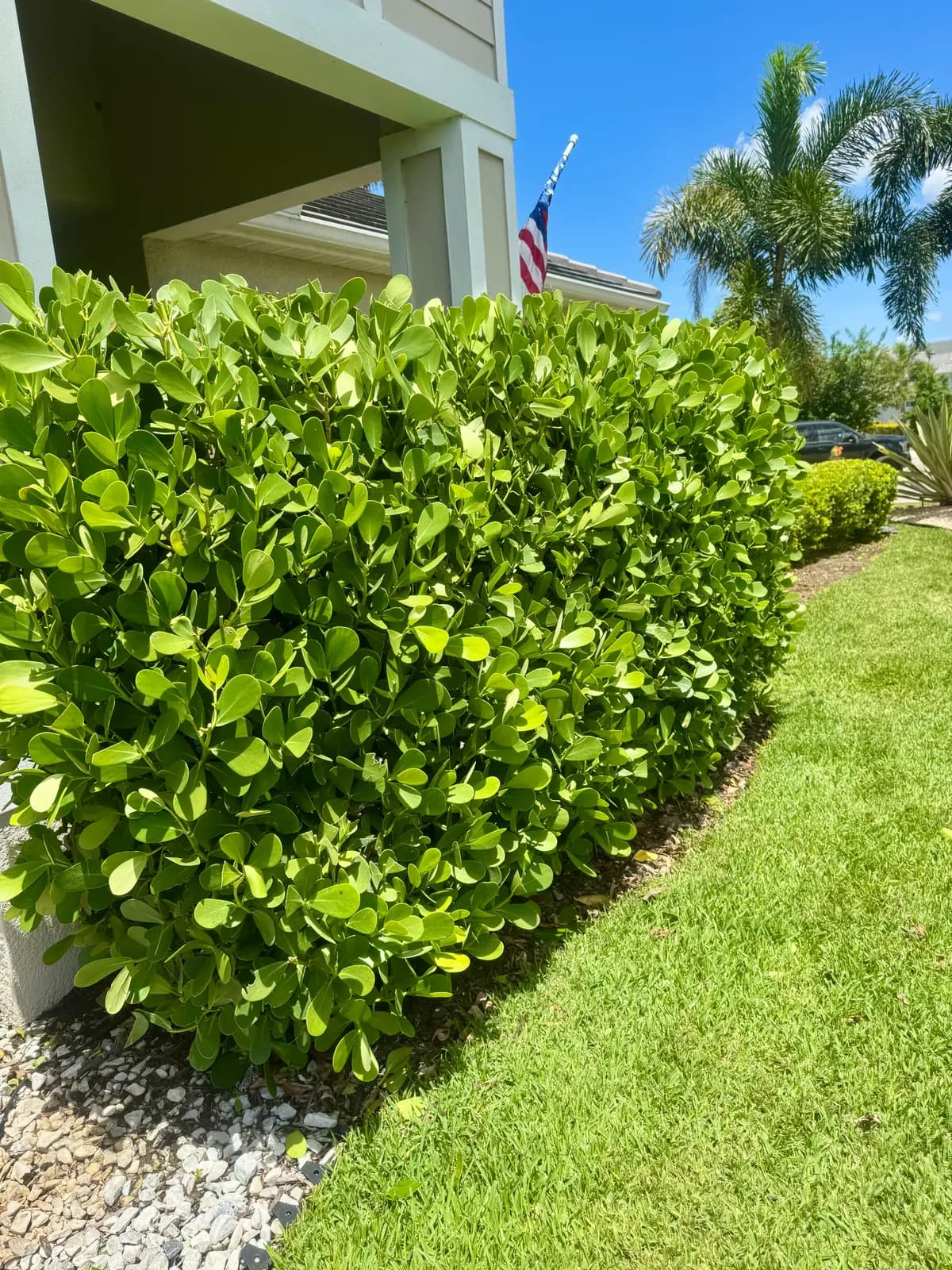 A clusia hedge meeting a gravel strip with a sharp cut edge