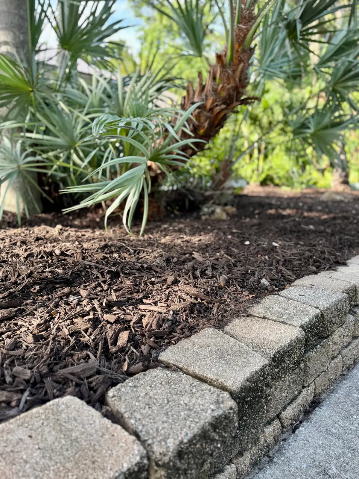 A sabal palm bed with fresh mulch meeting a paver wall