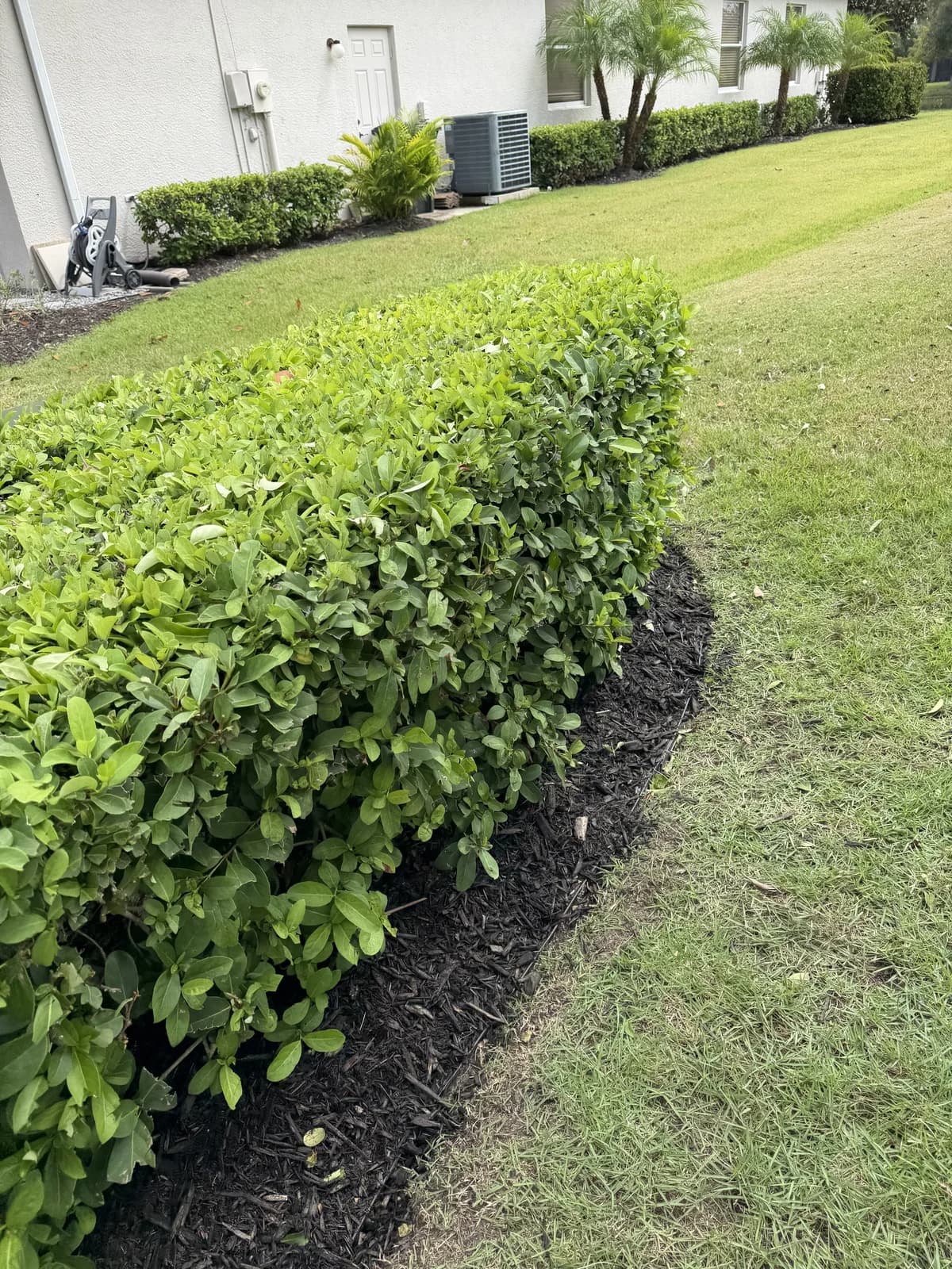A boxed hedge with a crisp mulch line beside the lawn