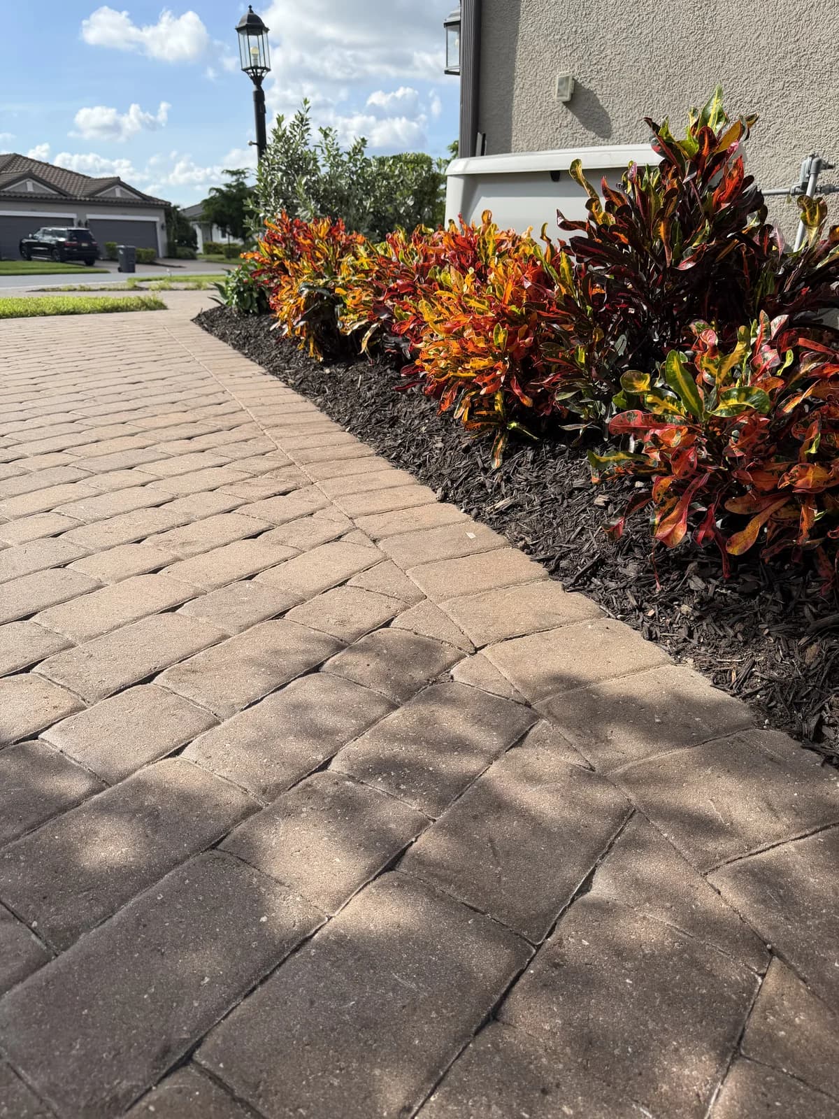 Crotons in fresh mulch along a paver walkway