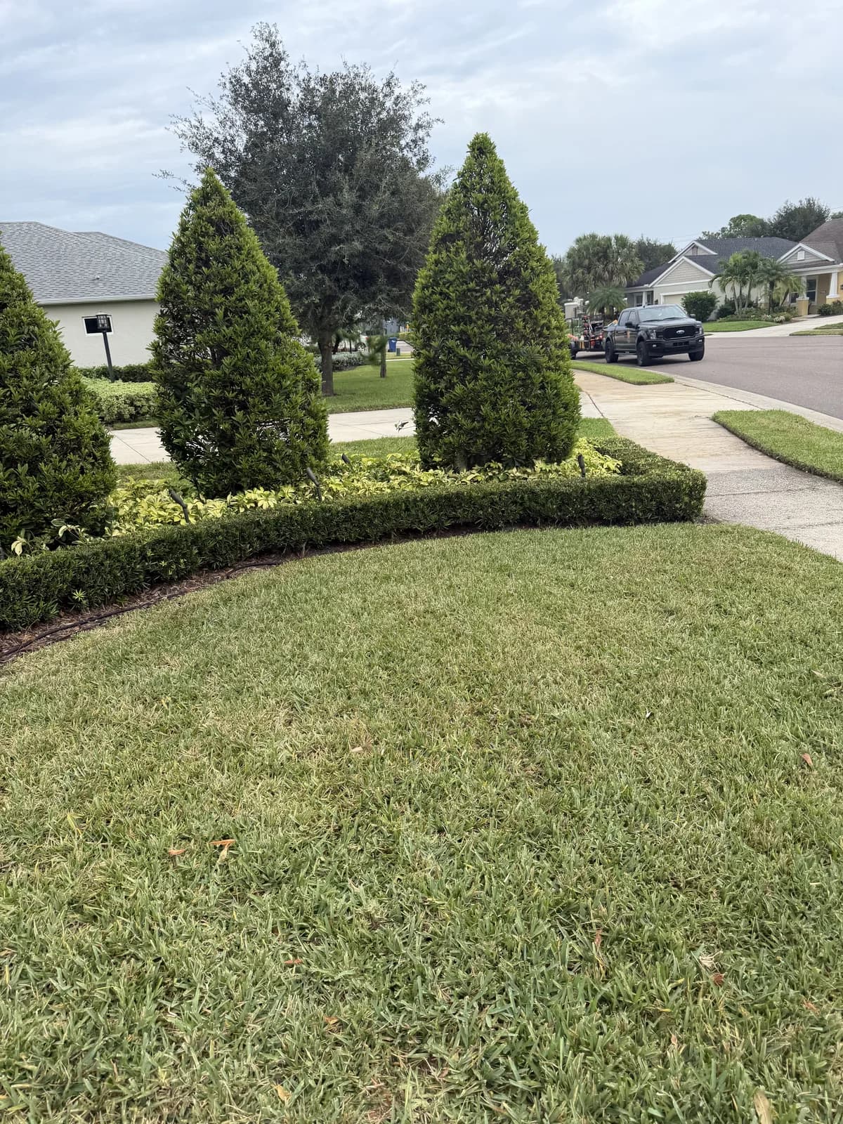 Trimmed columnar cypress behind a curved hedge border