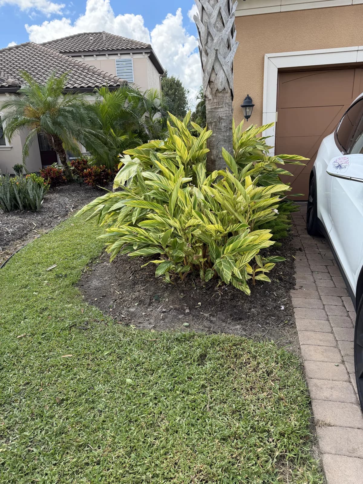 A ti plant bed beside a paver driveway