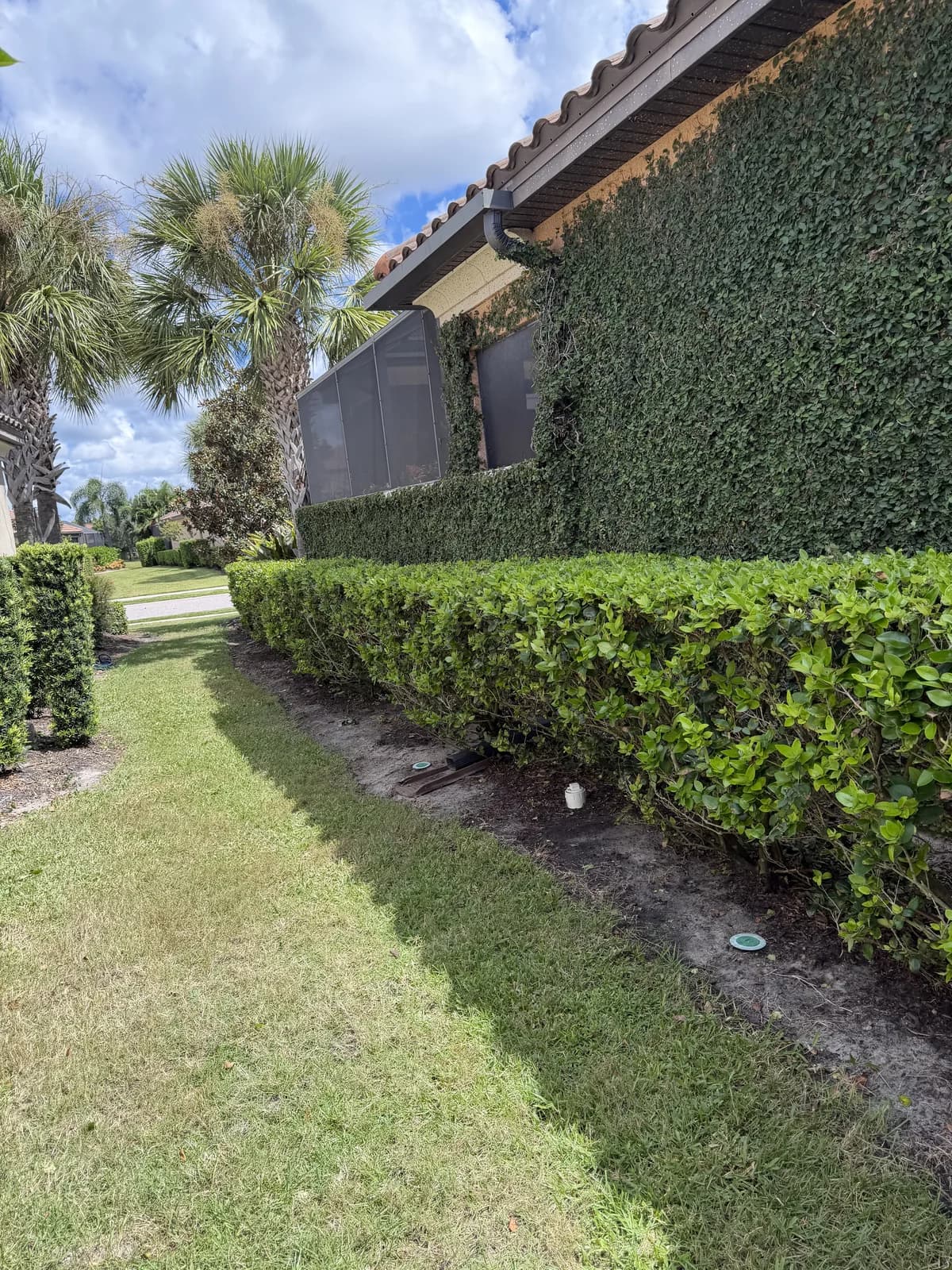 A freshly trimmed hedge line along a vine-covered wall