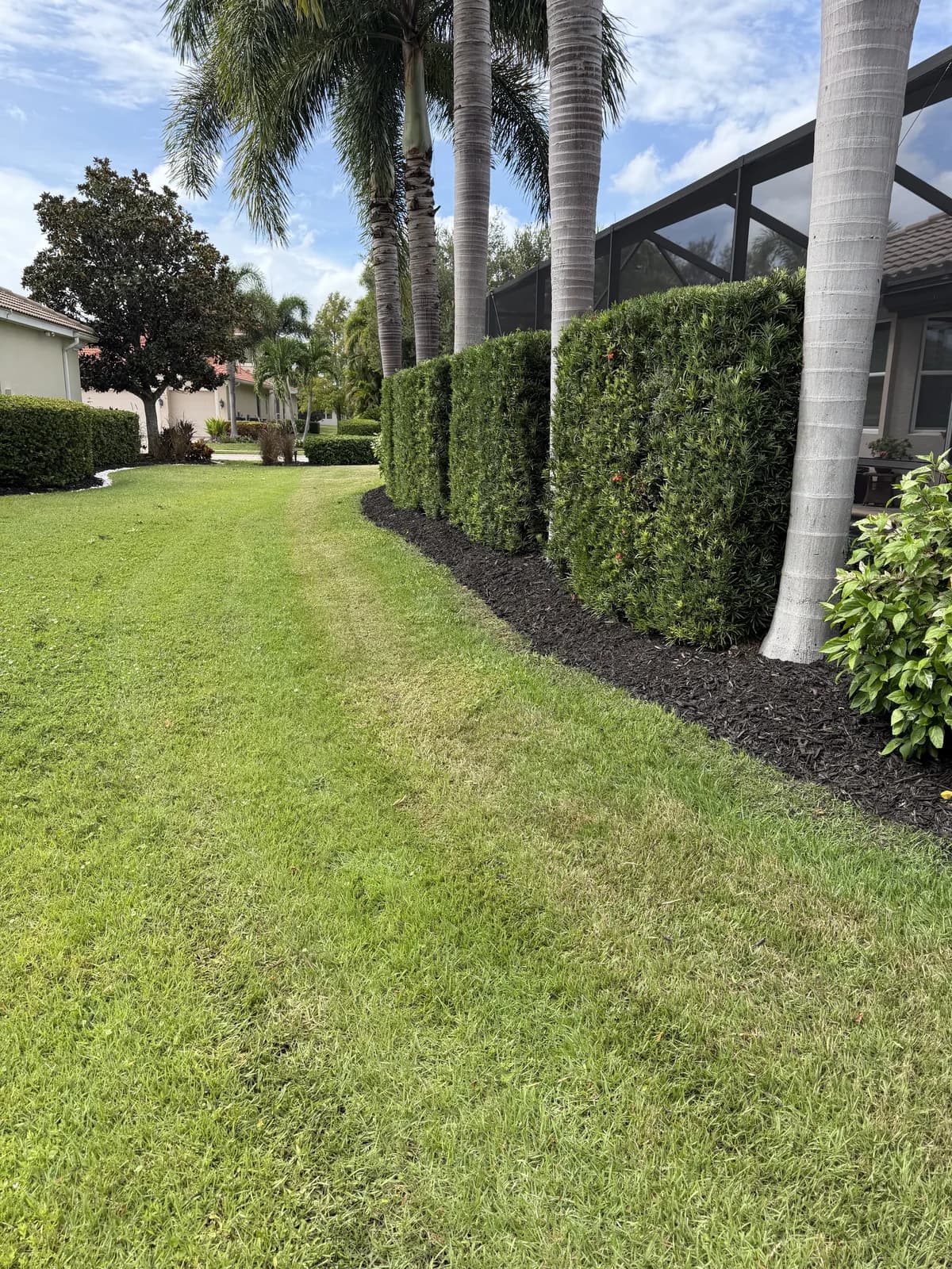 A tall hedge line beside a freshly striped lawn