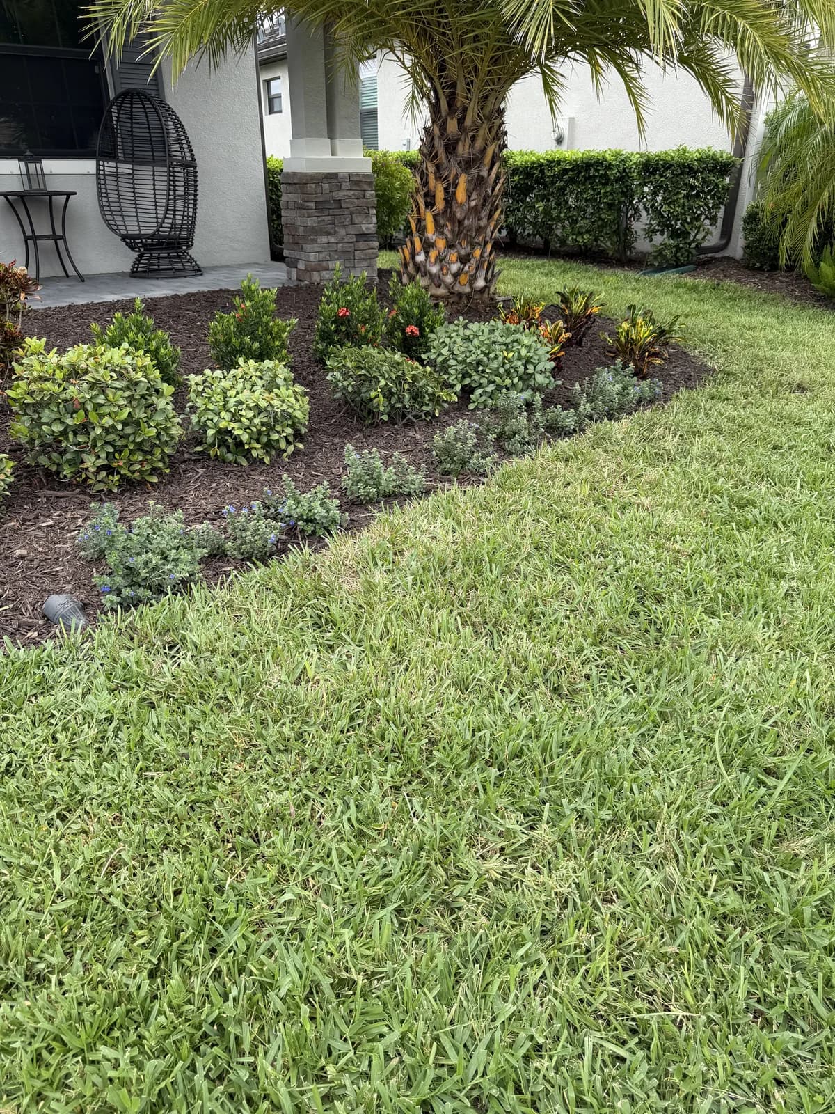 A palm bed with low plantings and a clean edge