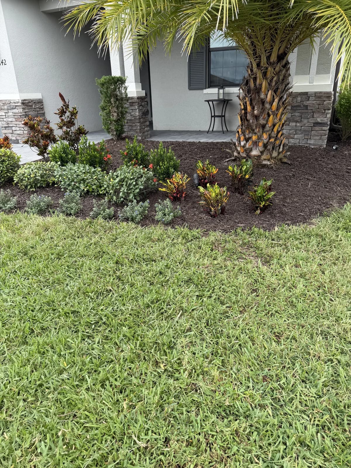A newly planted bed around a palm with fresh mulch