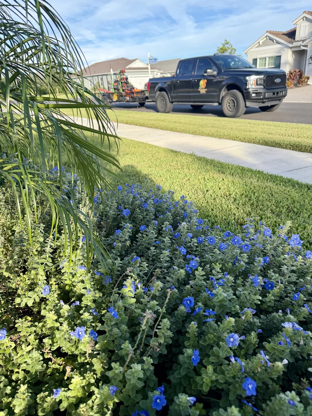 Blue Daze in bloom with the Squirrel's Friend truck at the curb
