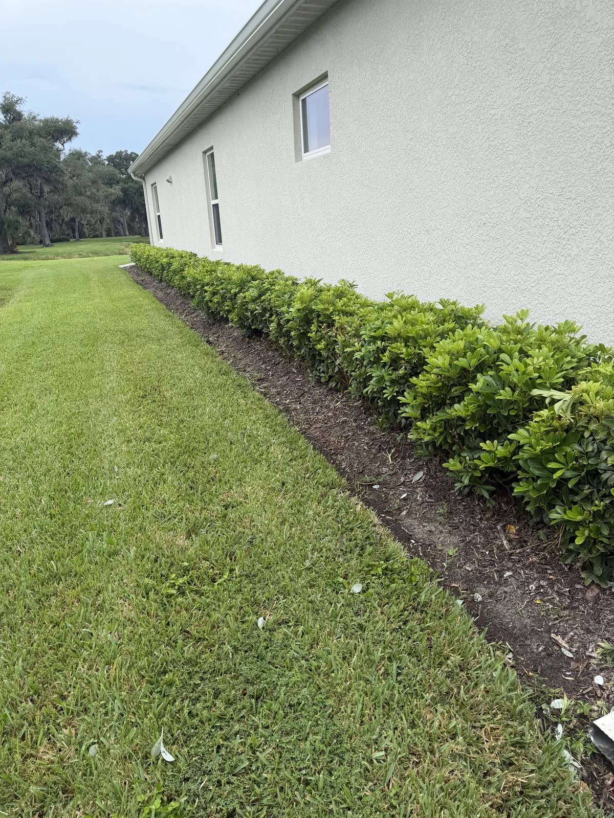 A long trimmed hedge along the side of a home