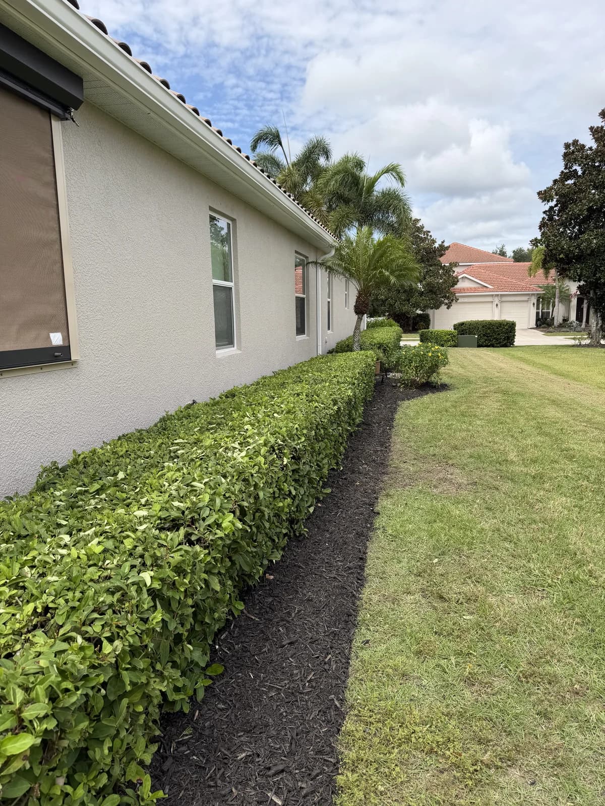 A side hedge with a clean mulch line along the house