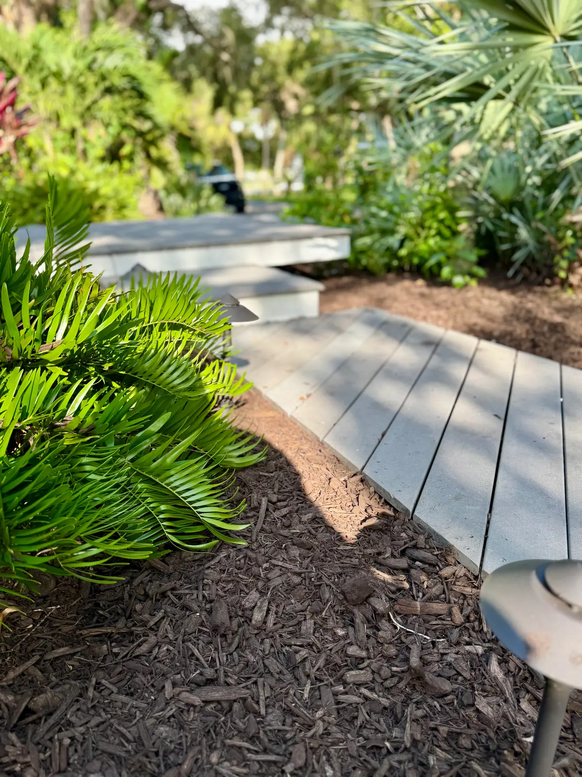 Ferns and cycads lining a paver walkway with fresh mulch
