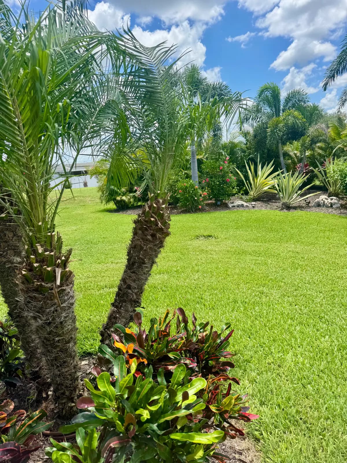 Palms and crotons in a maintained bed with water visible behind
