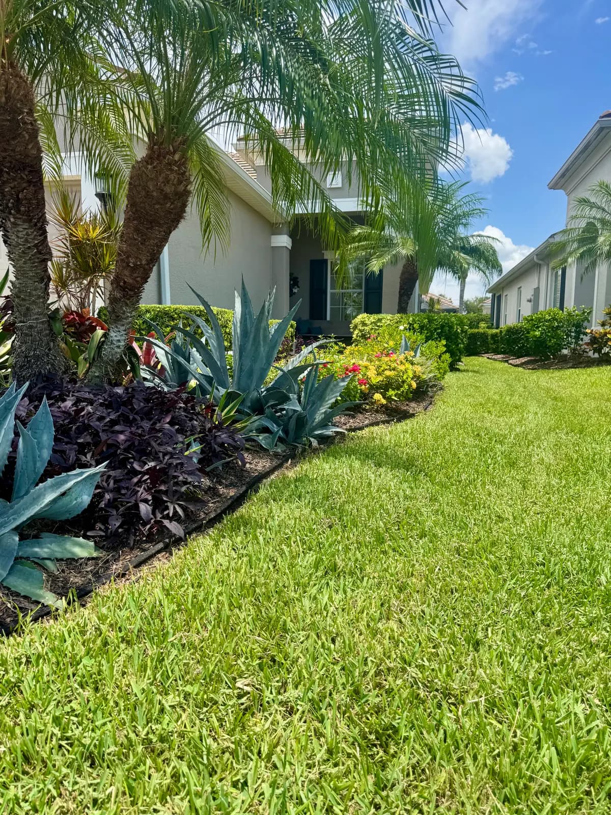 A planting bed of palms, agave and bromeliads with fresh mulch beside a striped lawn