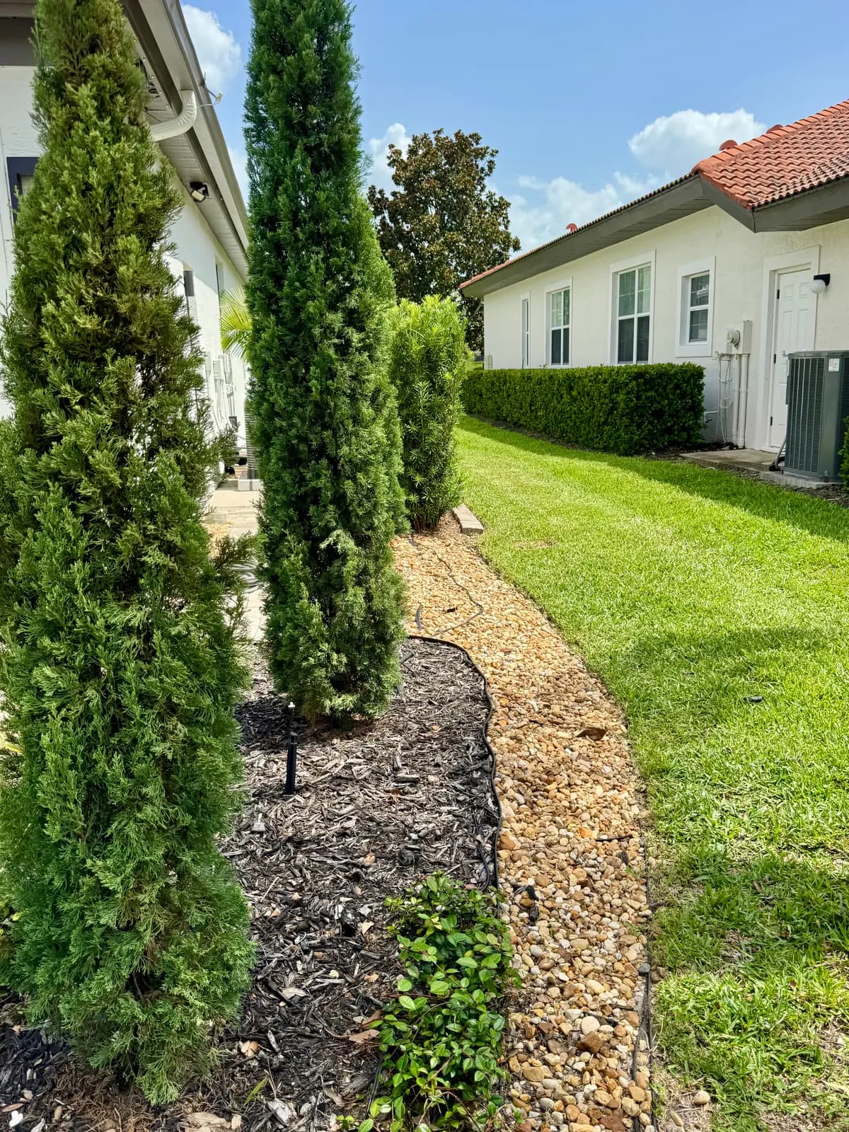 A shell and mulch bed with columnar cypress against a house