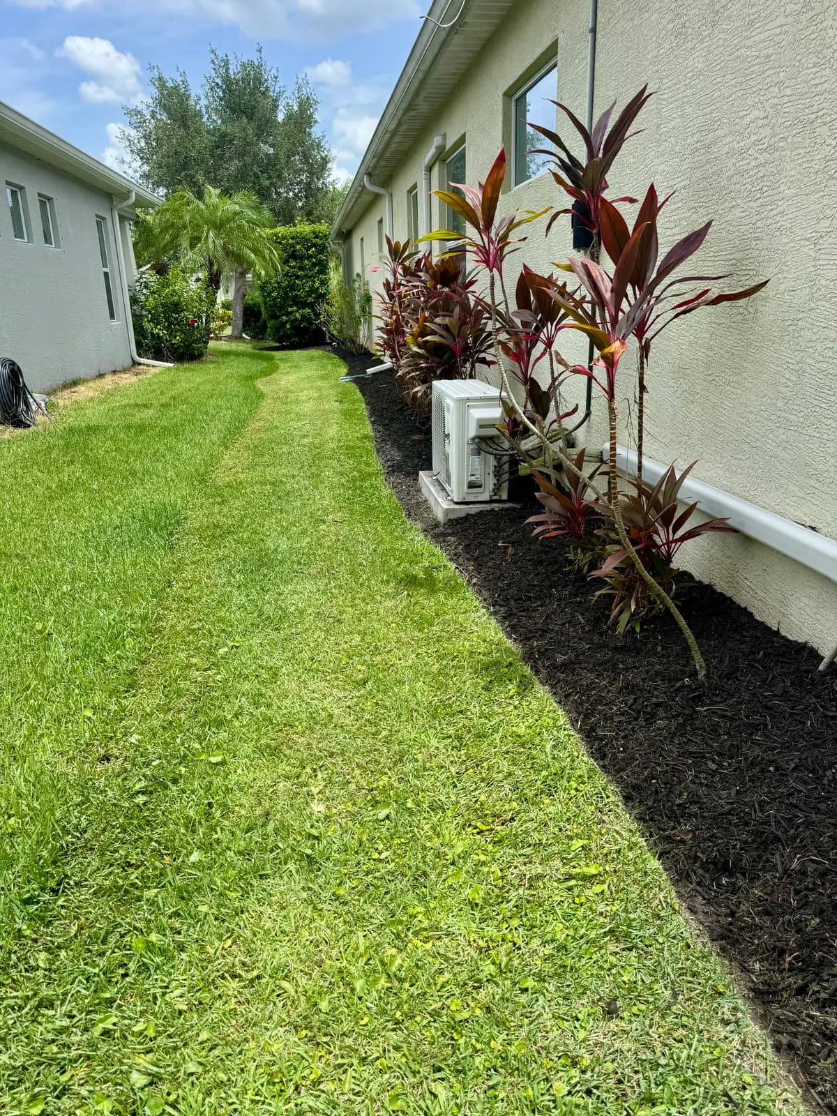 A mowed side yard with straight cut lines beside a freshly mulched bed of red ti plants