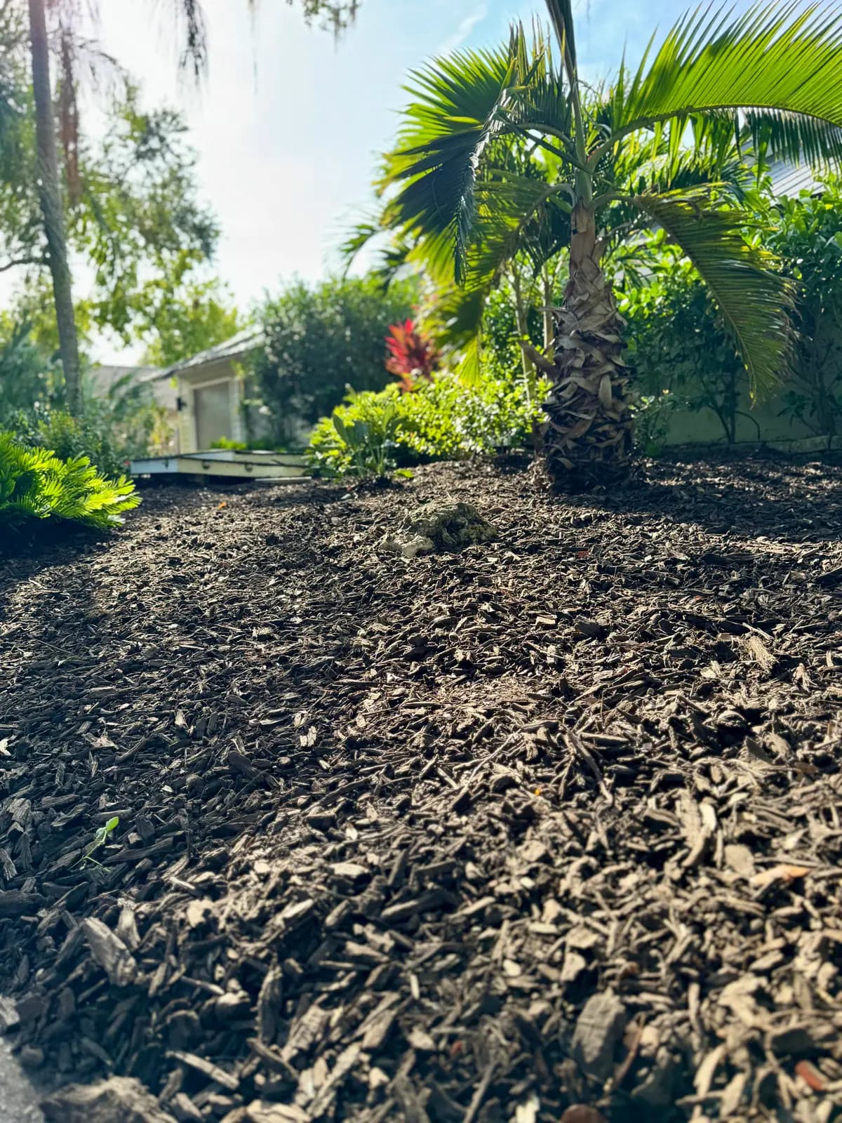 A wide bed of fresh dark mulch around established palms