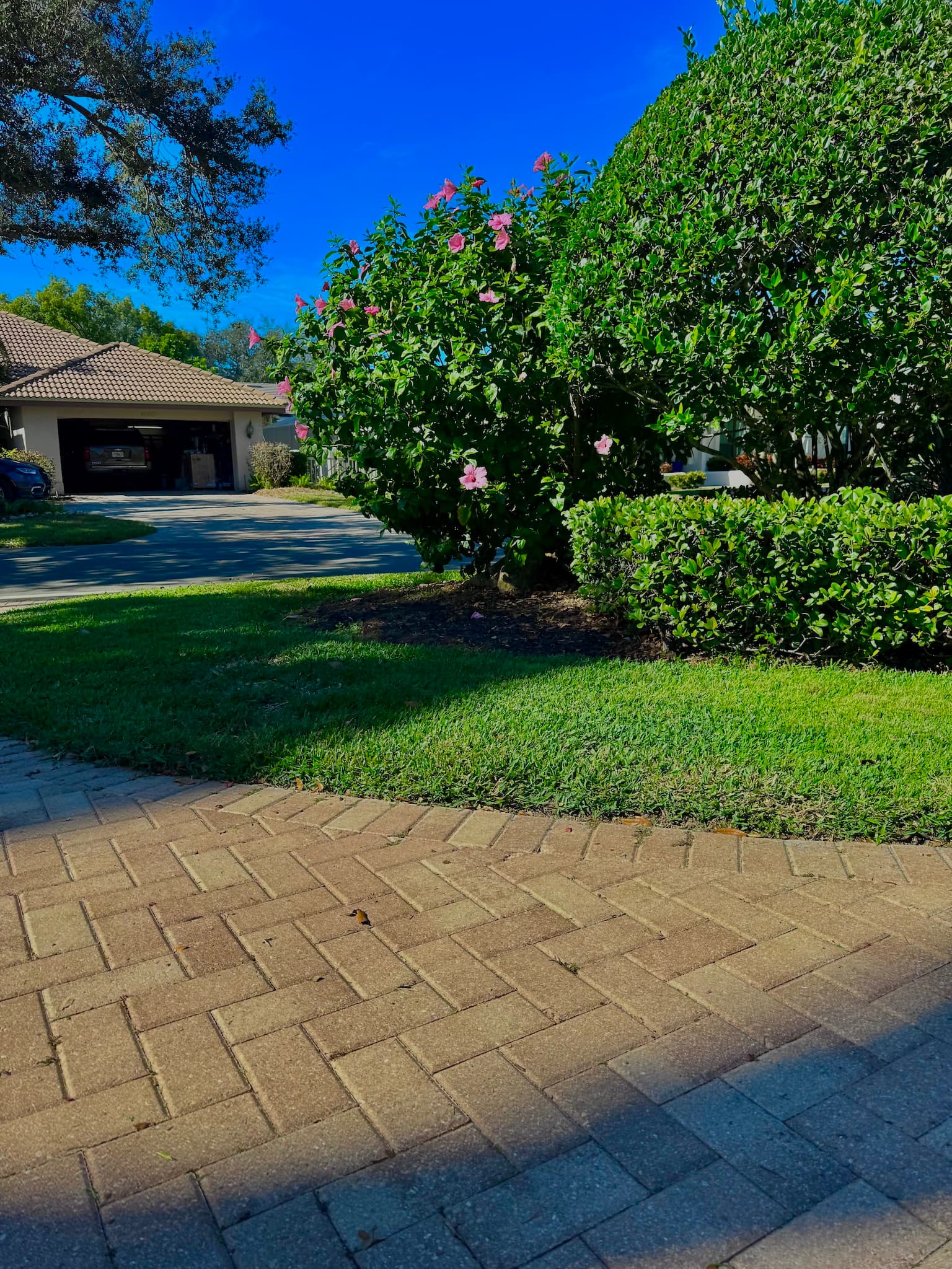 Squirrel-approved lawn